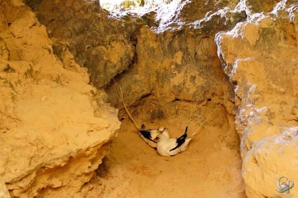 White-tailed Tropicbird (locally called the “Longtail”)