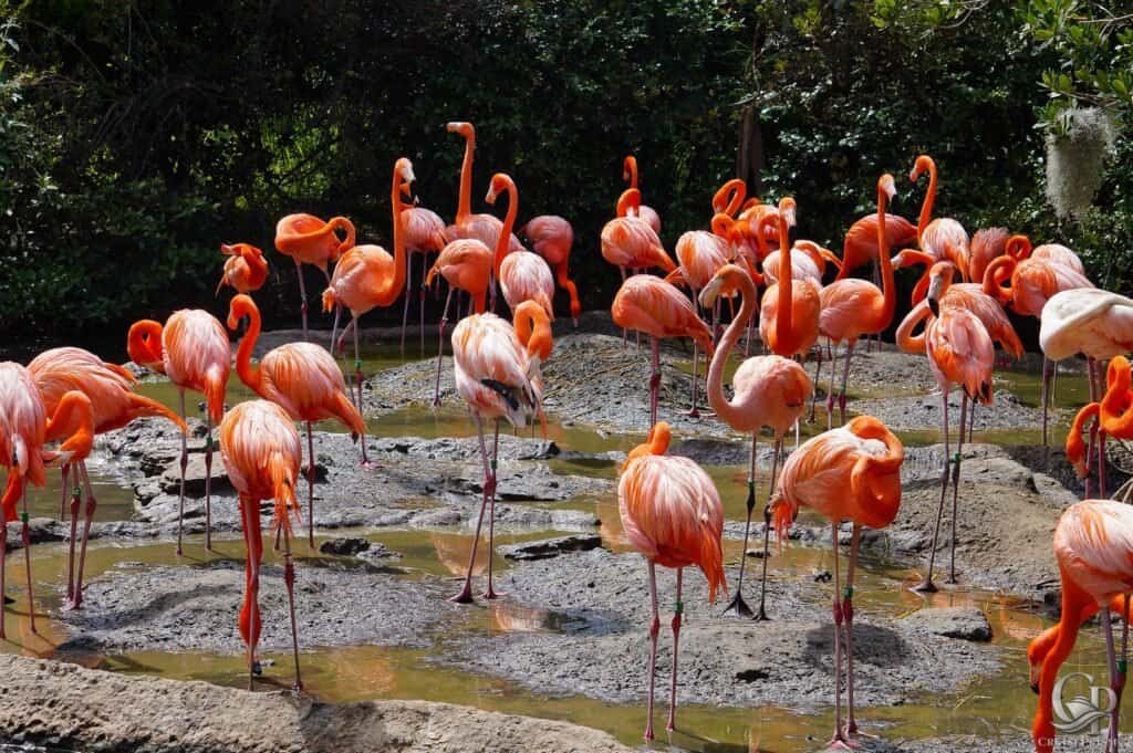 Visit the Bermuda Aquarium, Museum & Zoo
