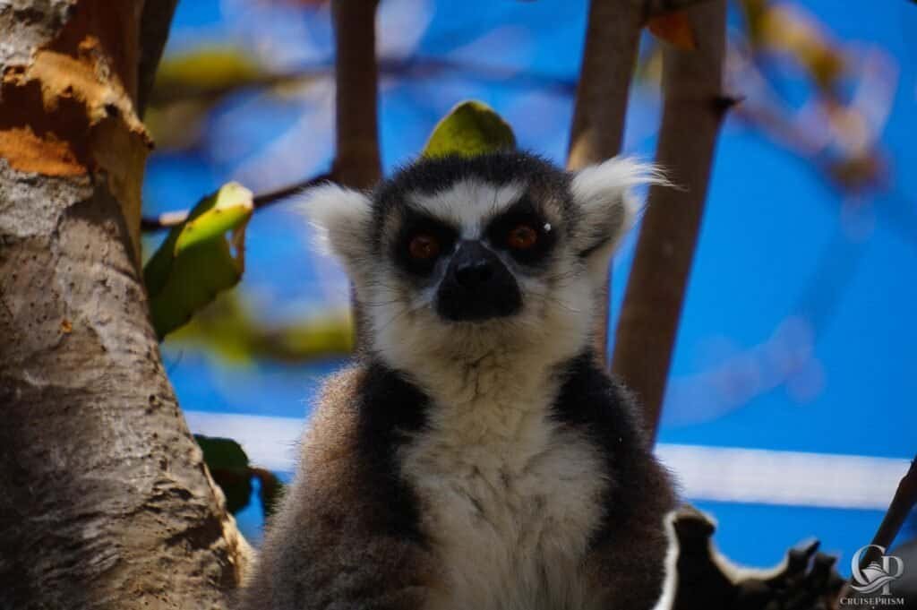Lemur perched on tree branch with blue sky background.