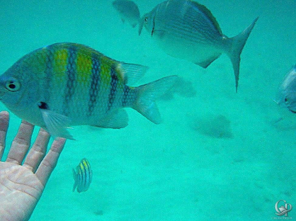 Cozumel Mexico Snorkel with a Sergeant Major