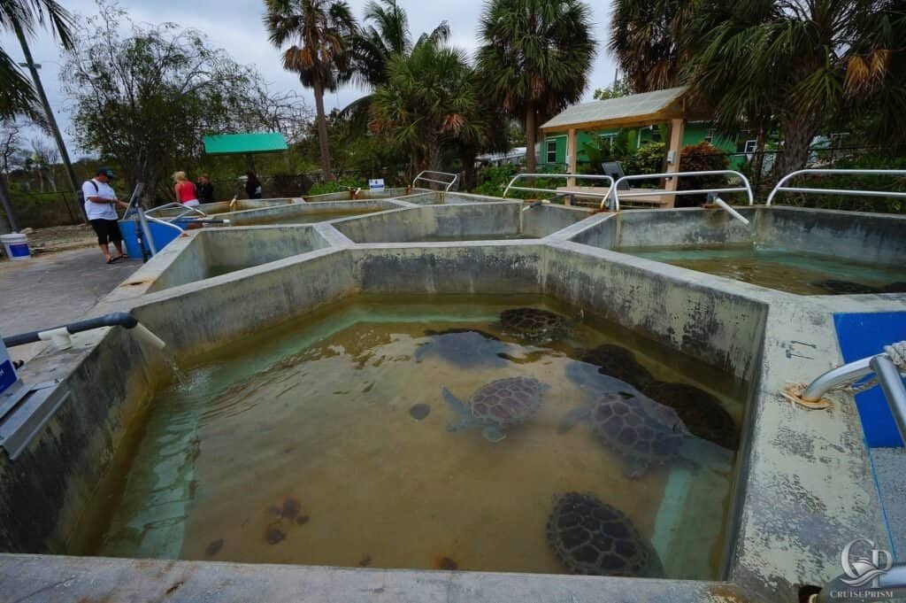 Grand Cayman Turtle Centre