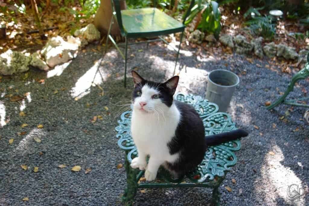 ernest hemingway house cats, Adorable black and white cat sitting on a decorative garden bench outdoors.