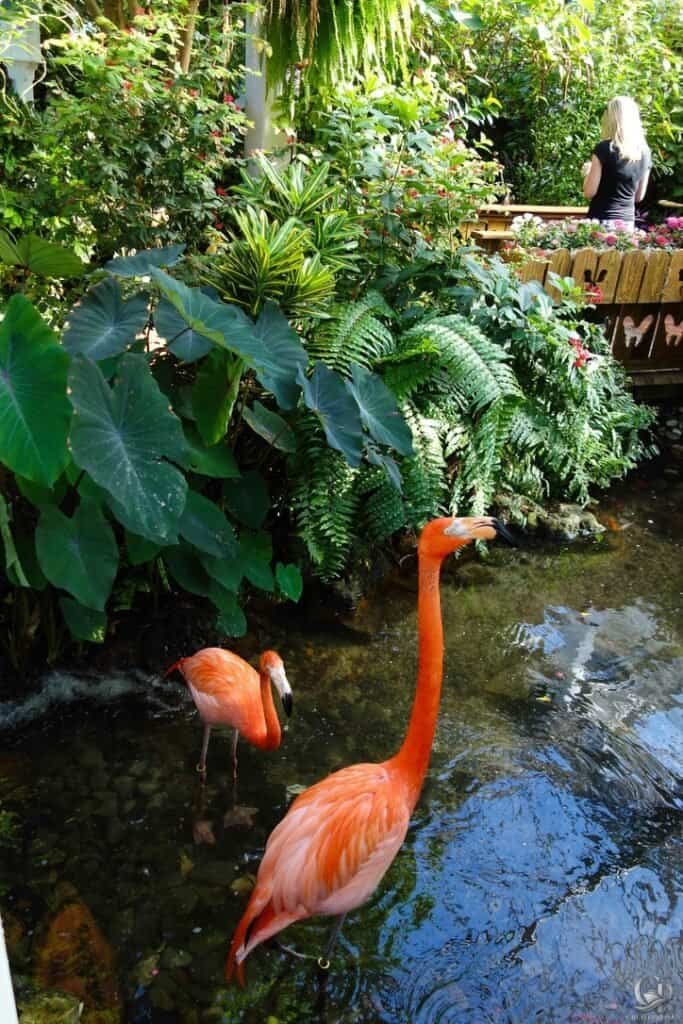 Key West Butterfly & Nature Conservatory
