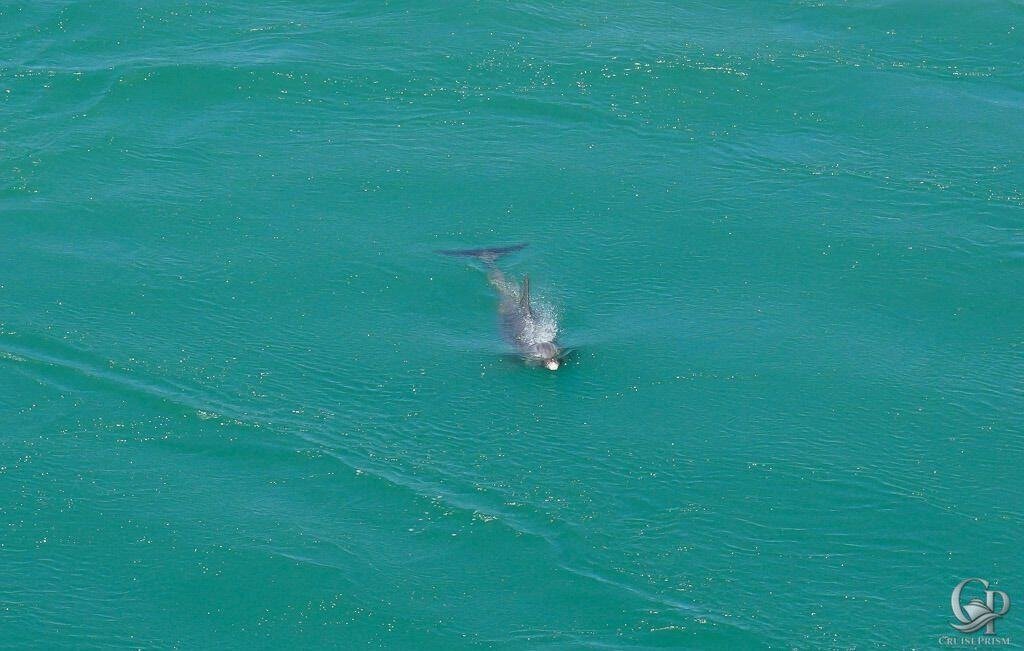 San Juan Dolphins